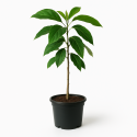 Persea americana (Avocatier)