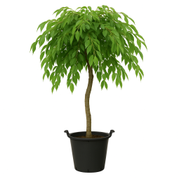 Prunus subhirtella âPendulaâ (Cerisier Ă  fleurs pendulaire)