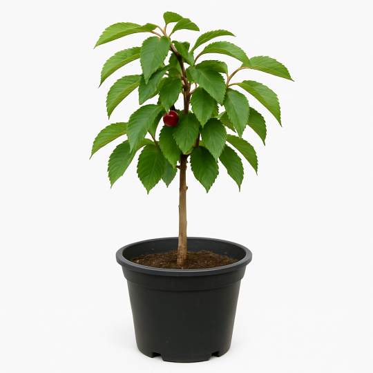 Prunus avium (Cerisier bigarreau)