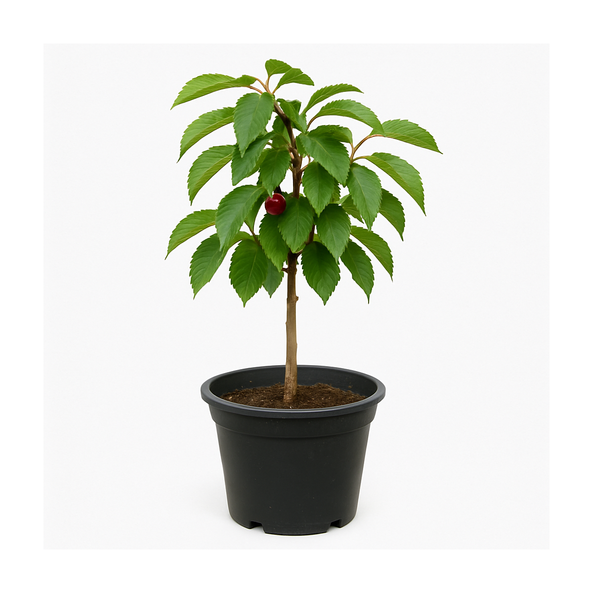 Prunus avium (Cerisier bigarreau)