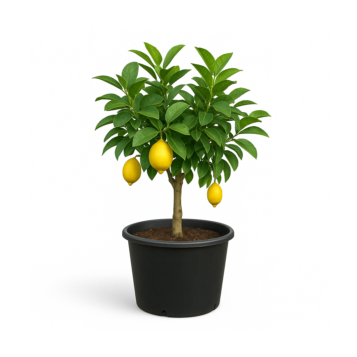Citrus limon (Citronnier)