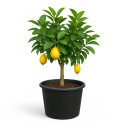 Citrus limon (Citronnier)