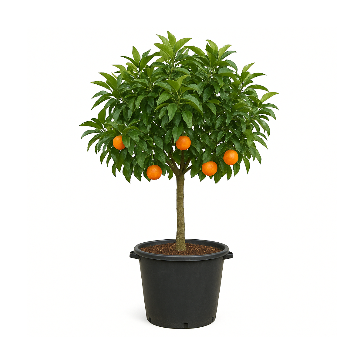 Citrus reticulata (Mandarinier)