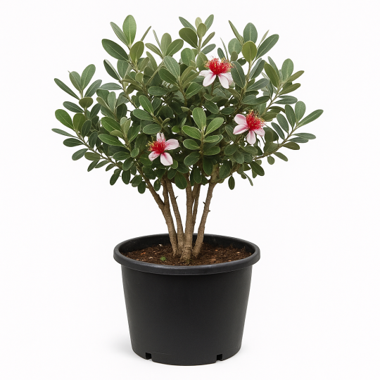 Feijoa sellowiana cépée (Goyavier du Brésil ou goyavier de Montevideo)