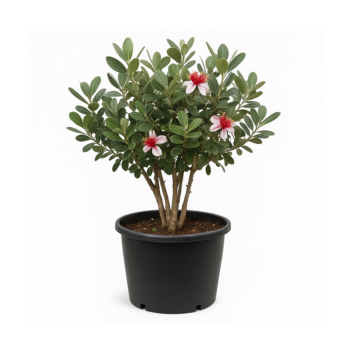 Feijoa sellowiana cépée (Goyavier du Brésil ou goyavier de Montevideo)