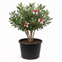 Feijoa sellowiana cépée (Goyavier du Brésil ou goyavier de Montevideo)