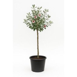 Feijoa sellowiana haute tige (Goyavier du Brésil ou goyavier de Montevideo)
