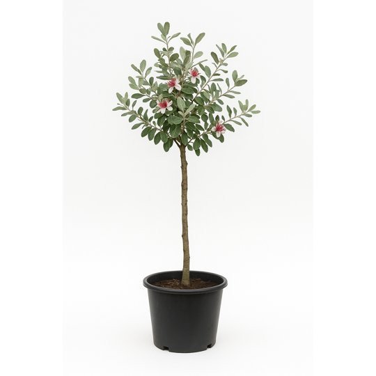 Feijoa sellowiana haute tige