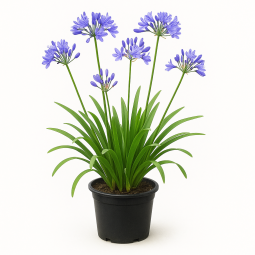 Agapanthus (Agapanthe) - Fleurs bleues