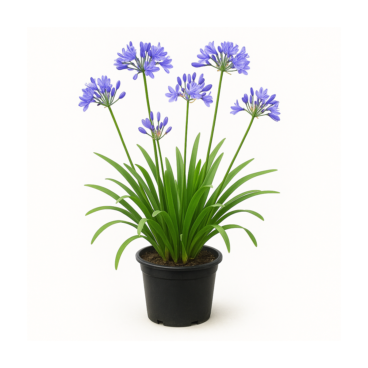 Agapanthus (Agapanthe)