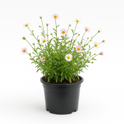 Erigeron karvinskianus – Vergerette de Karvinski à Bouc-Bel-Air, Marseille, Aix-en-Provence, Plan de Campagne | Pépinière Faure