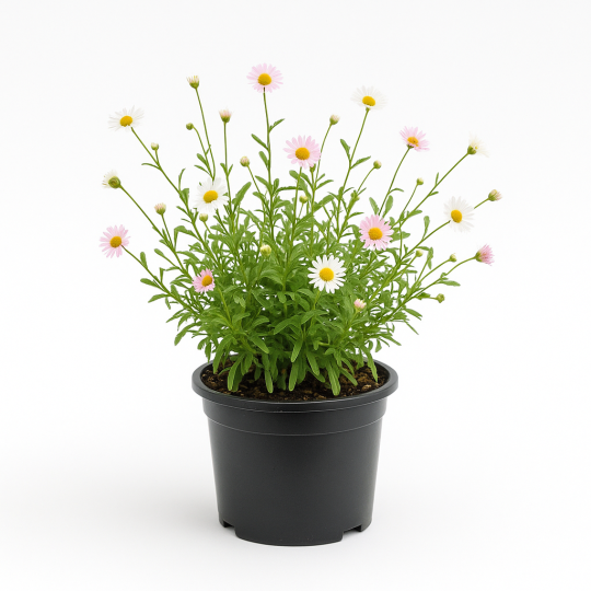 Erigeron karvinskianus