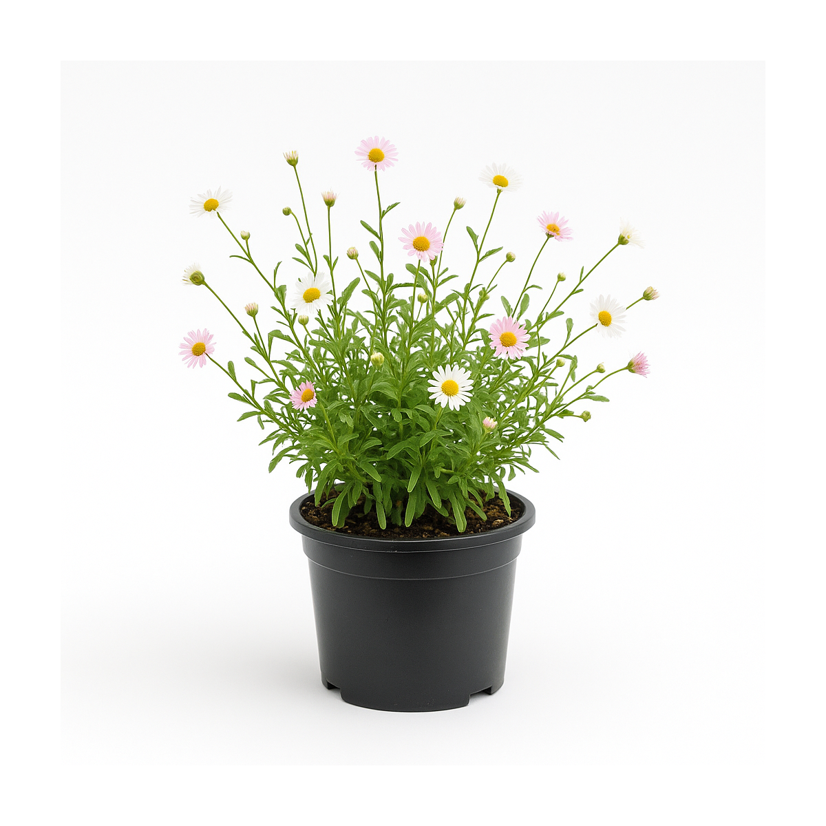 Erigeron karvinskianus