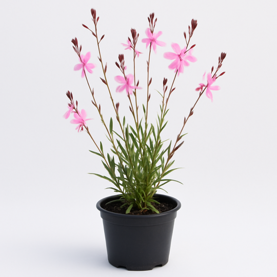 Gaura lindheimeri rose