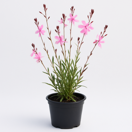 Gaura lindheimeri rose