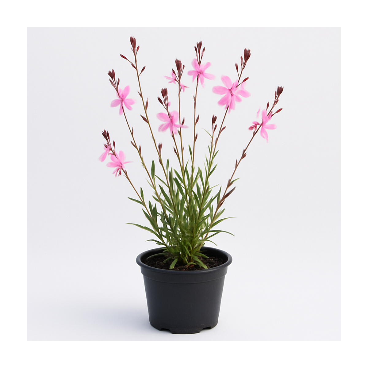Gaura lindheimeri rose