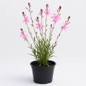 Gaura lindheimeri rose