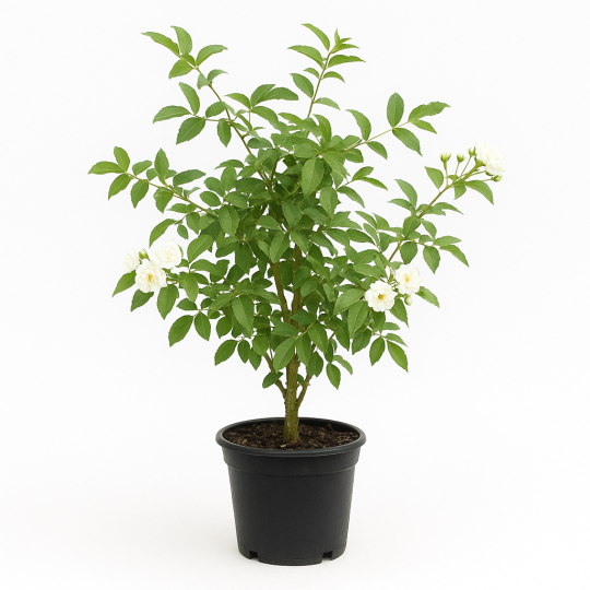 Rosier banks