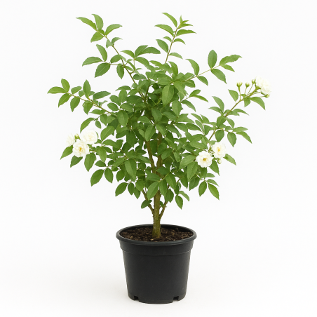 Rosier banks