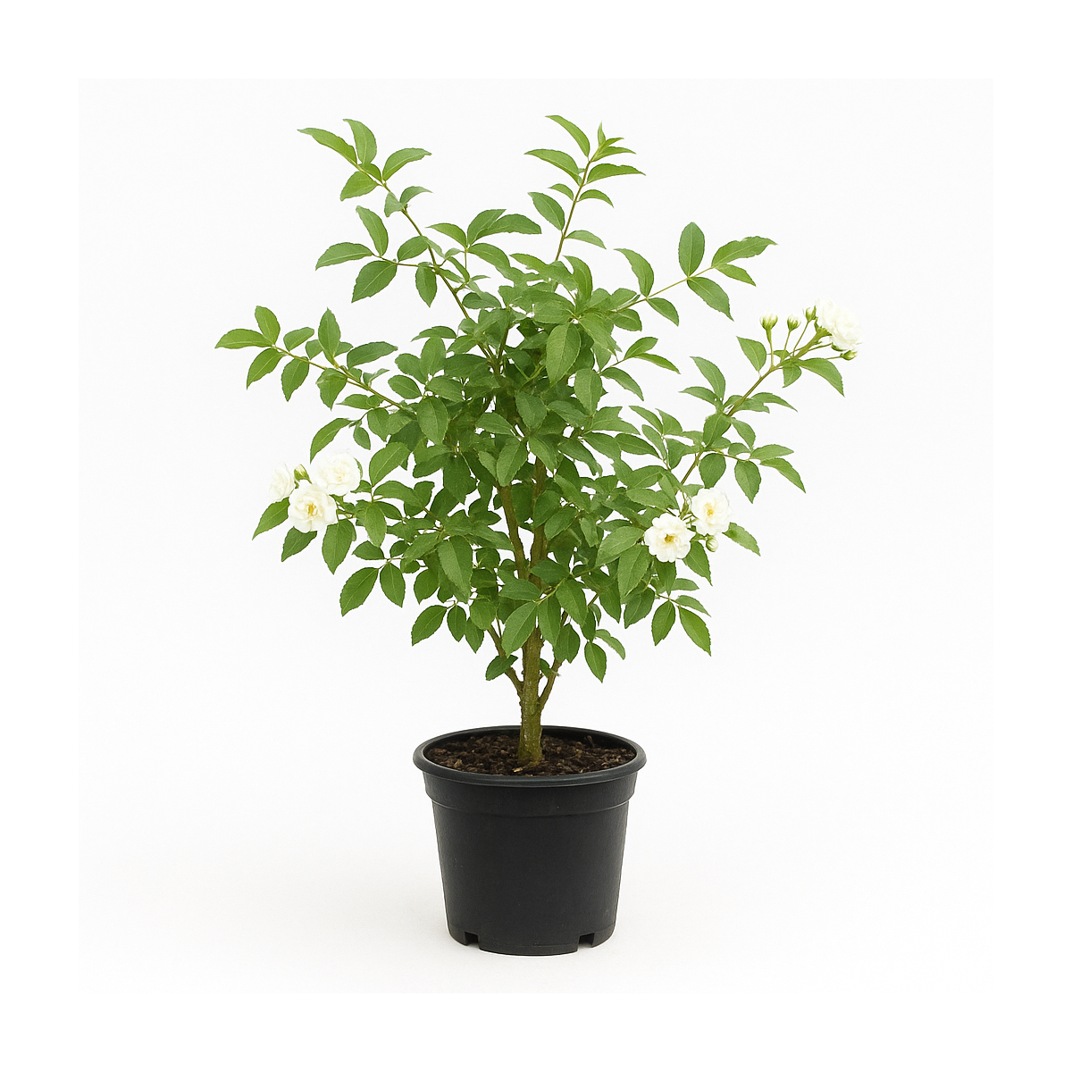 Rosier banks