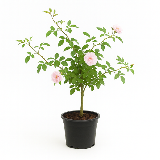 Rosier grimpant ‘Églantier’