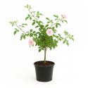 Rosier grimpant ‘Églantier’