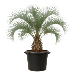 Butia – Palmier d’ornement à Bouc-Bel-Air, Marseille, Aix-en-Provence, Plan de Campagne | Pépinière Faure