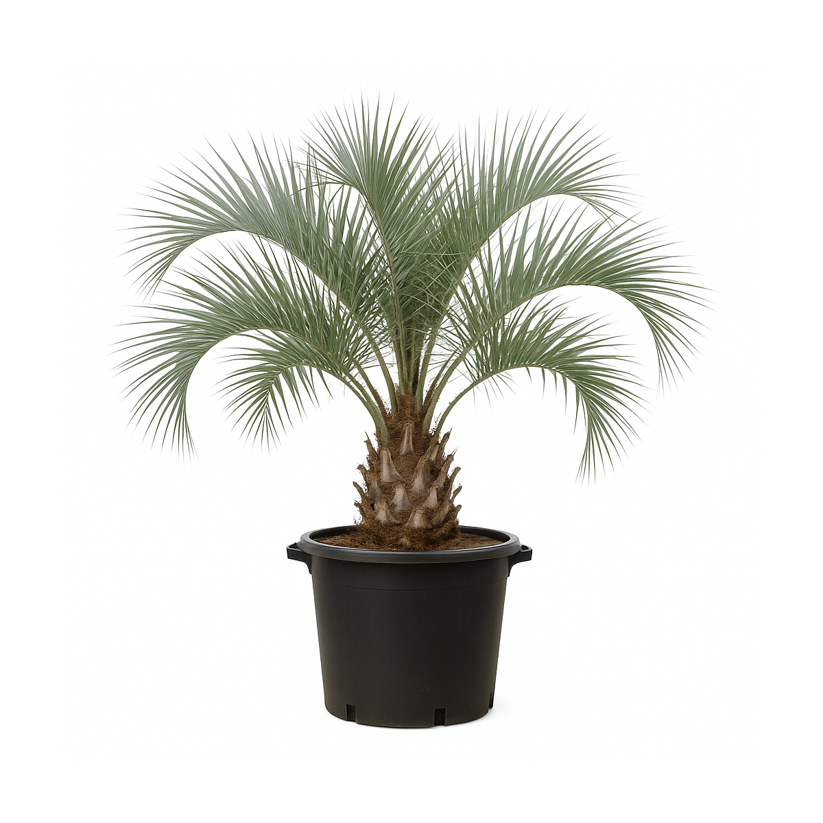 Butia