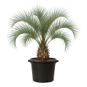 Butia