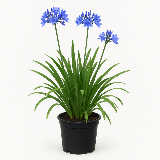 Agapanthus (Agapanthe) - Fleurs bleues