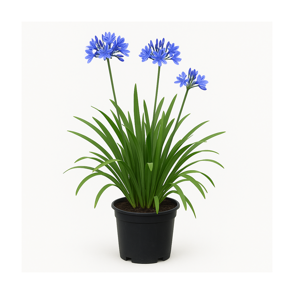 Agapanthus (Agapanthe) - Fleurs bleues