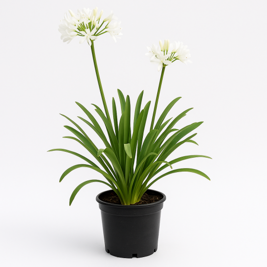 Agapanthus (Agapanthe) - Fleurs blanches