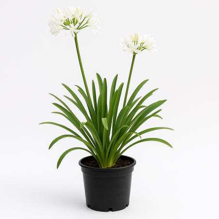 Agapanthus (Agapanthe) - Fleurs blanches