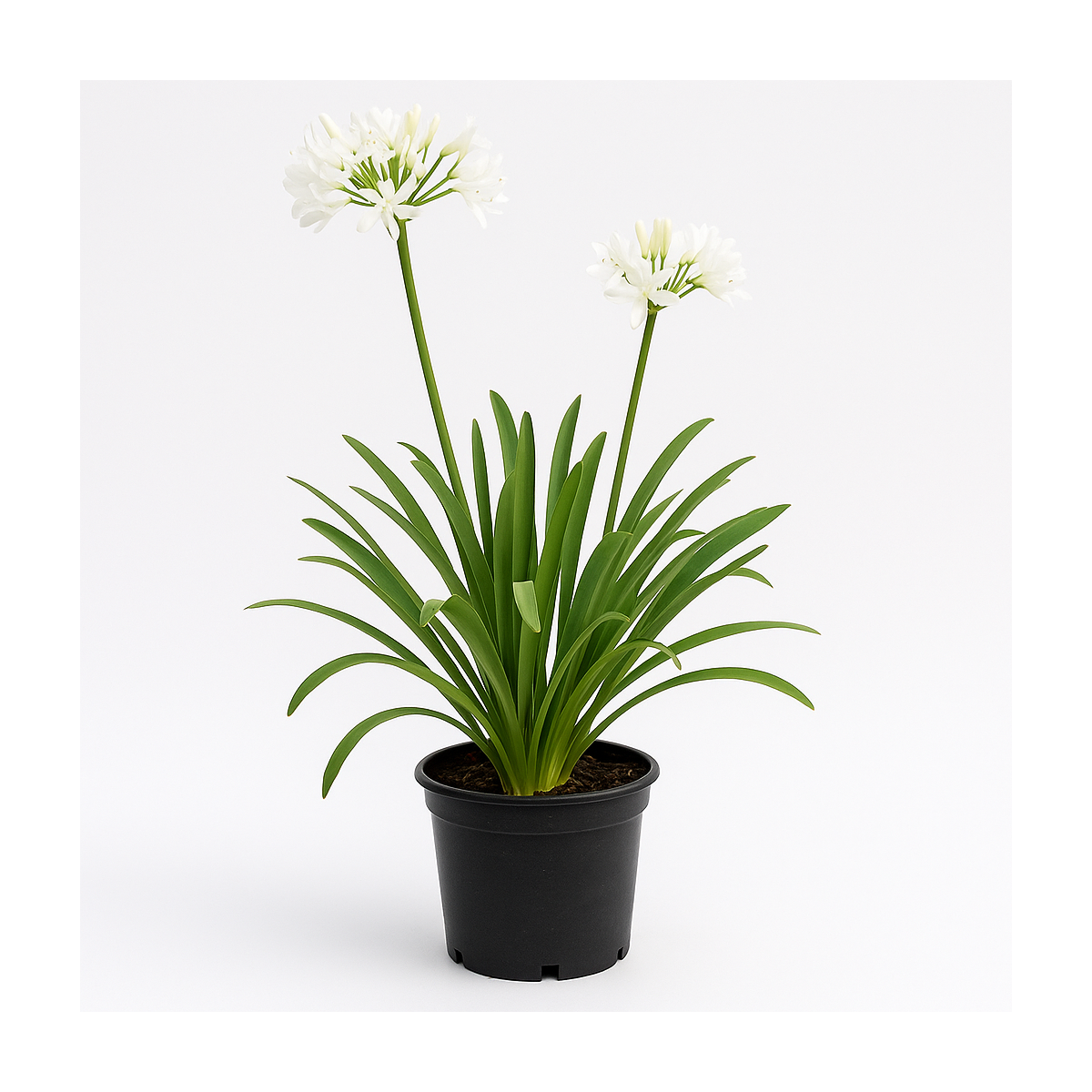 Agapanthus (Agapanthe) - Fleurs blanches