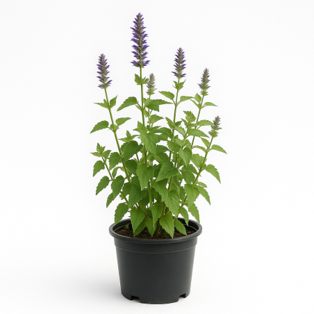Agastache