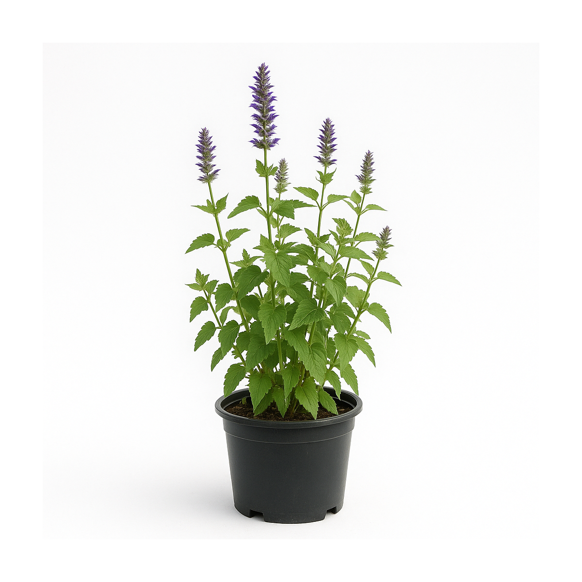 Agastache