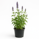 Agastache