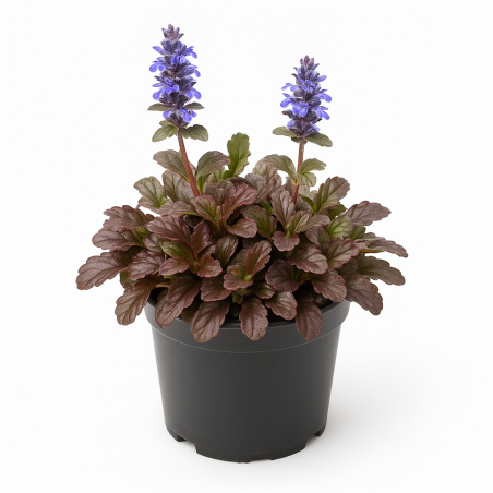 Ajuga reptans ‘Burgundy Glow’ (Bugle rampant panaché)