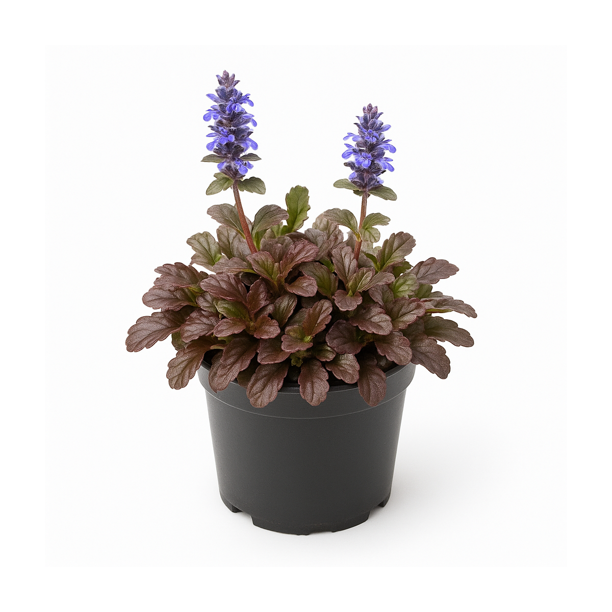 Ajuga reptans ‘Burgundy Glow’ (Bugle rampant panaché)