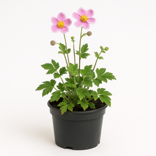 Anemone hupehensis (Anémone du Japon)
