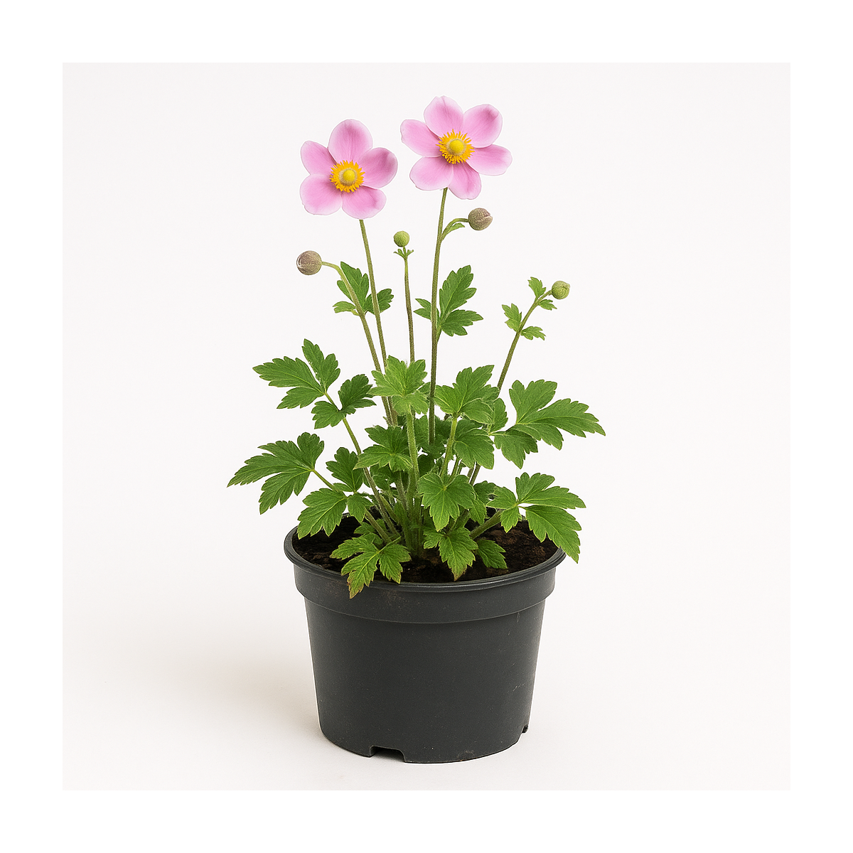 Anemone hupehensis (Anémone du Japon)