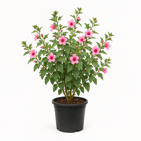Anisodontea capensis ‘El Rayo’ (Mauve du Cap)