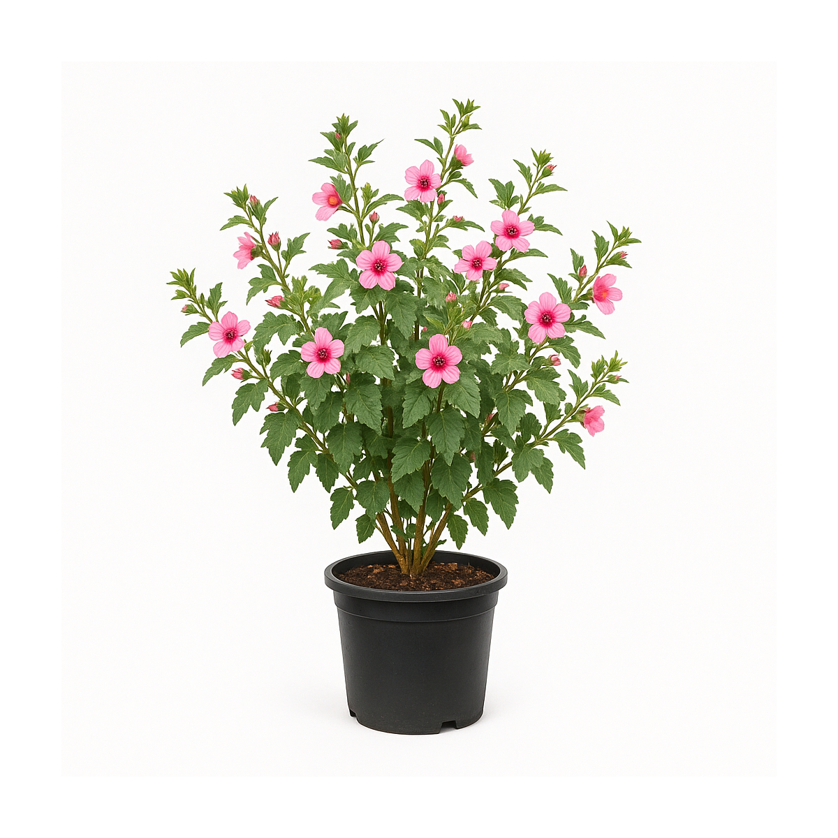 Anisodontea capensis ‘El Rayo’ (Mauve du Cap)