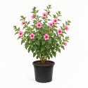Anisodontea capensis ‘El Rayo’ (Mauve du Cap)