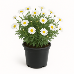 Anthemis (Anthemis tinctoria ou camomille des teinturiers)