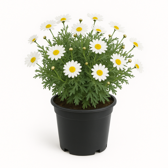 Anthemis (Anthemis tinctoria ou camomille des teinturiers)