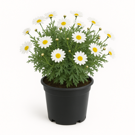 Anthemis (Anthemis tinctoria ou camomille des teinturiers)