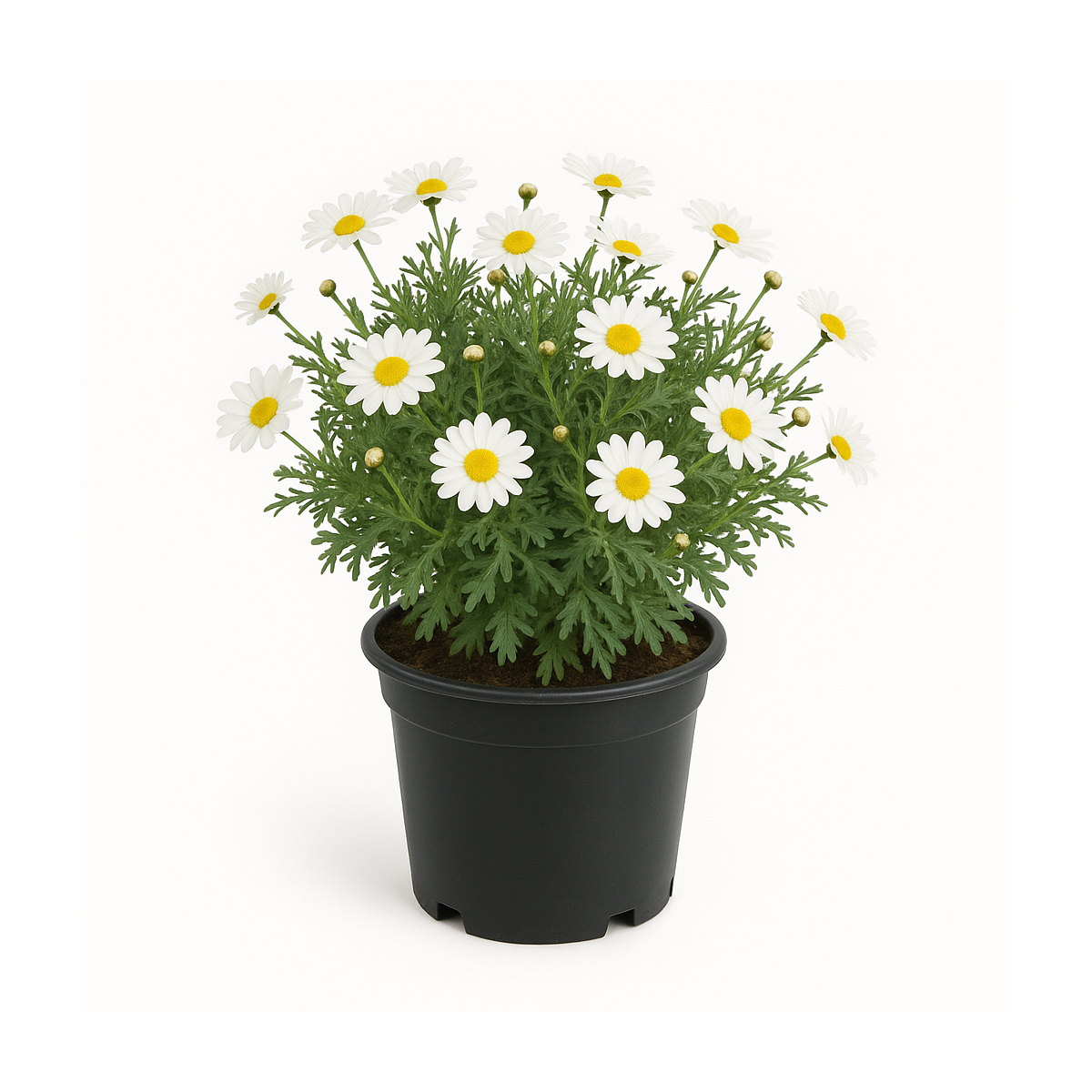 Anthemis (Anthemis tinctoria ou camomille des teinturiers)