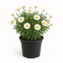 Anthemis (Anthemis tinctoria ou camomille des teinturiers)