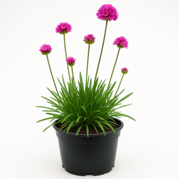 Armeria maritima ‘Laucheana Splendens’ (Gazon d’Espagne)